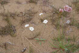 Image of Silene samojedorum (Sambuk) Oxelman