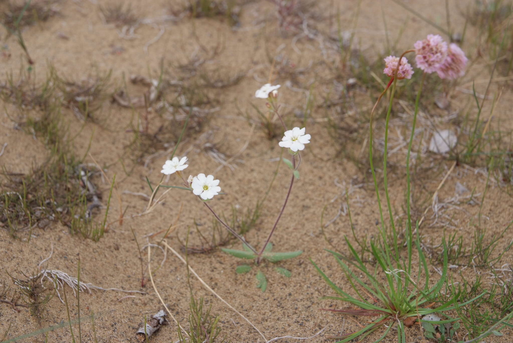 Image of Silene samojedorum (Sambuk) Oxelman