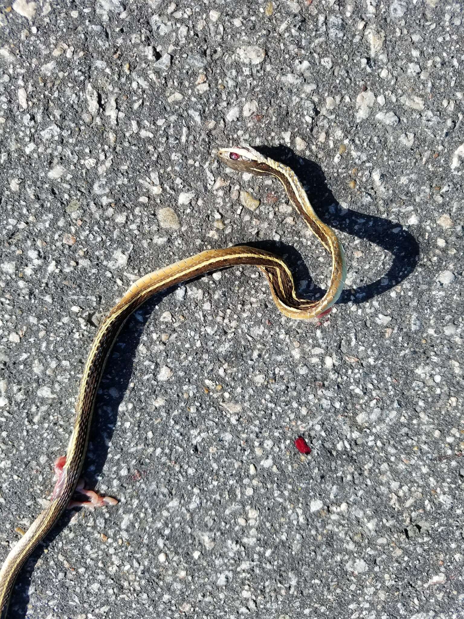 Image of Thamnophis saurita saurita (Linnaeus 1766)