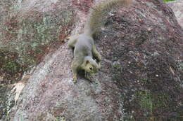 Image of Plantain Squirrel