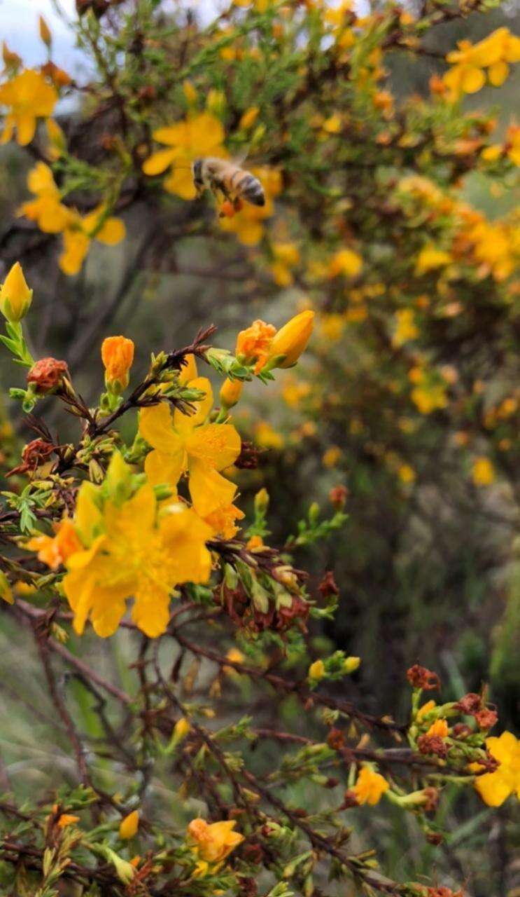 Imagem de Hypericum laricifolium Juss.