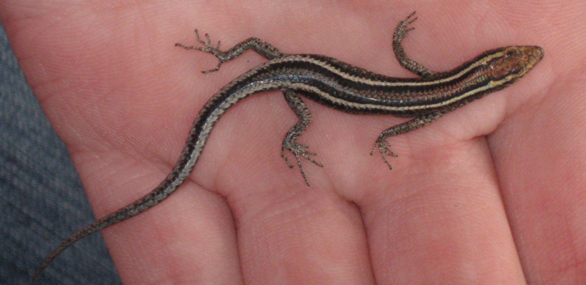 Image of Cream-striped Shinning-skink