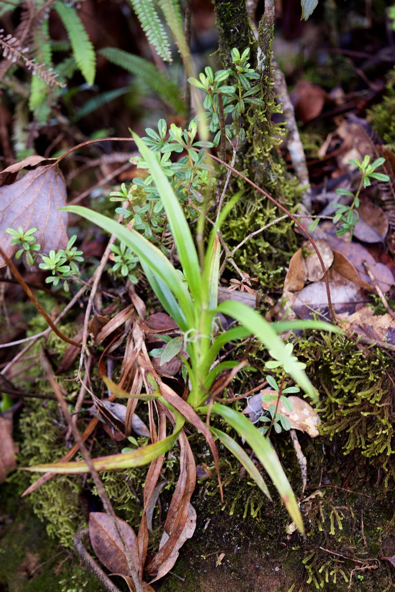 Image of Burmannia longifolia Becc.