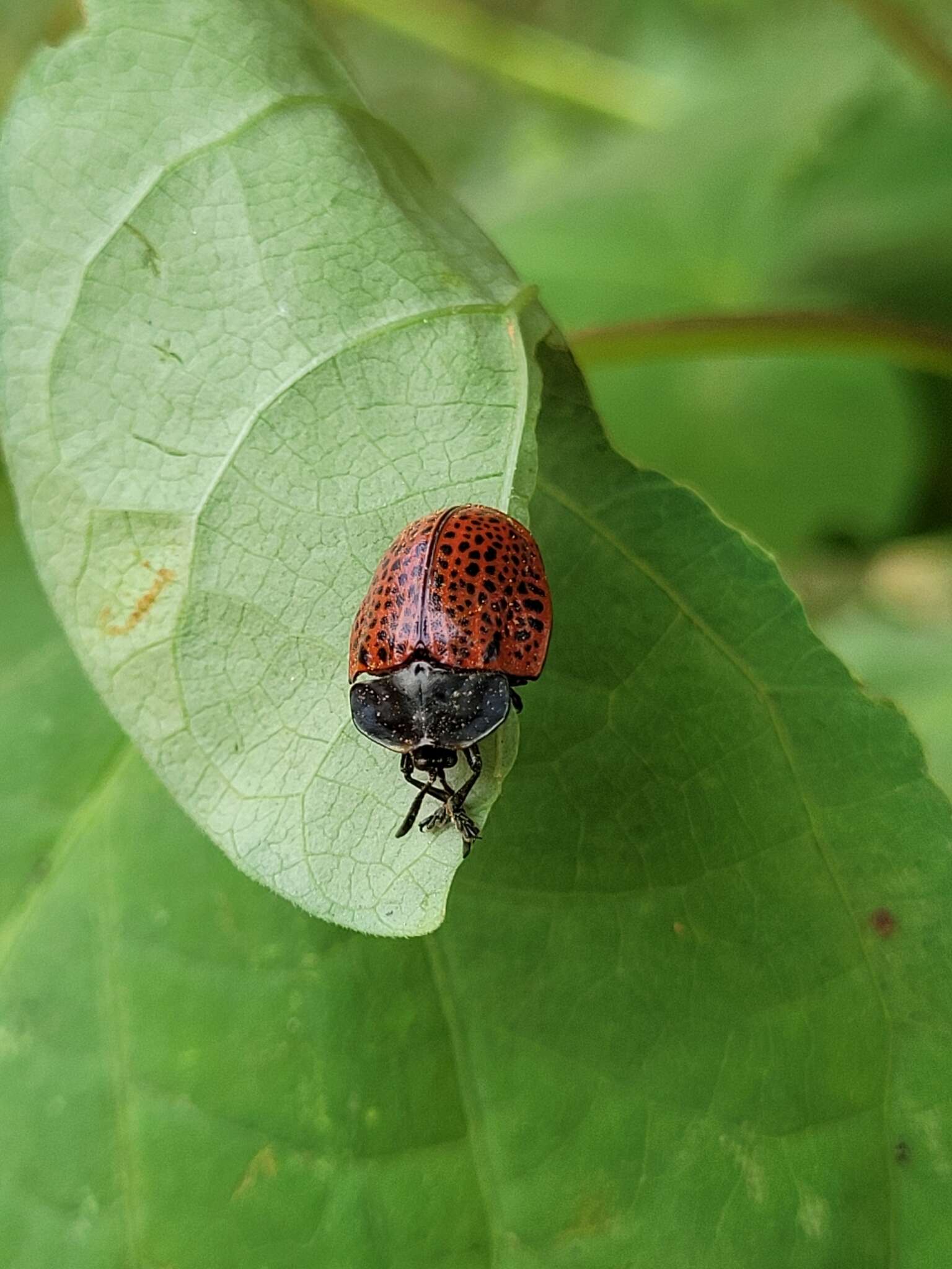 Image of Botanochara impressa (Panzer 1798)