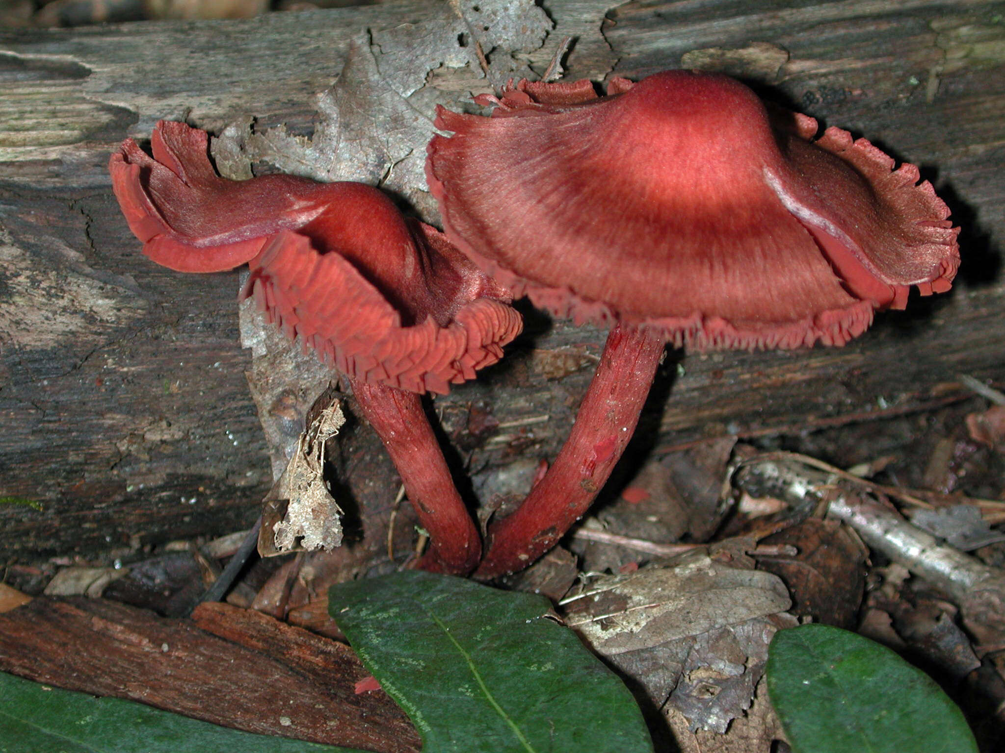 Cortinarius marylandensis (Ammirati) Ammirati, Niskanen & Liimat. 2013的圖片