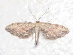 Image de Idaea attenuaria Rambur 1833