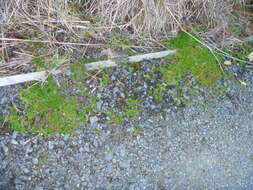 Image of Lamarck's bedstraw