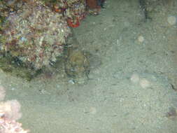 Image of Giant goby