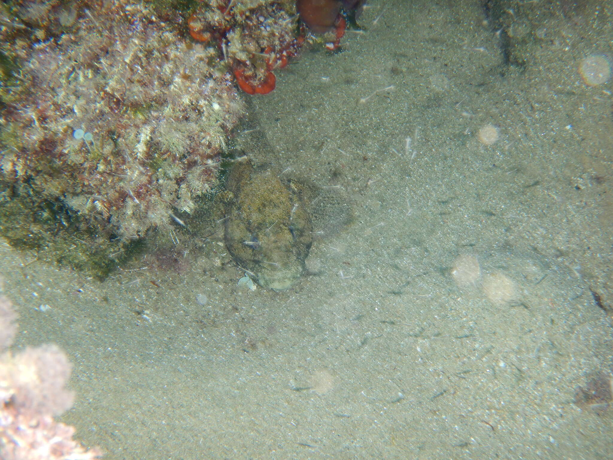 Image of Giant goby