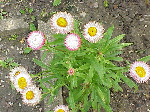 Plancia ëd Xerochrysum bracteatum (Vent.) N. N. Tzvel.