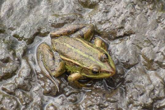 Image of Epirus Pool Frog