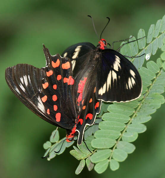 Image of Pachliopta hector (Linnaeus 1758)