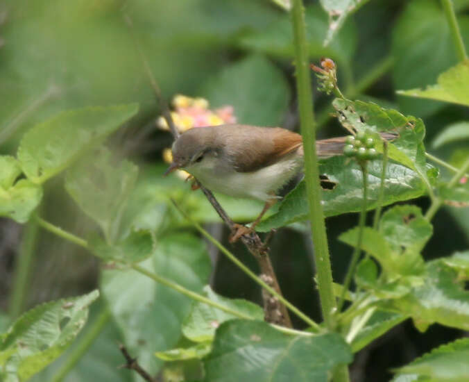 Image of Grey-breasted Prinia