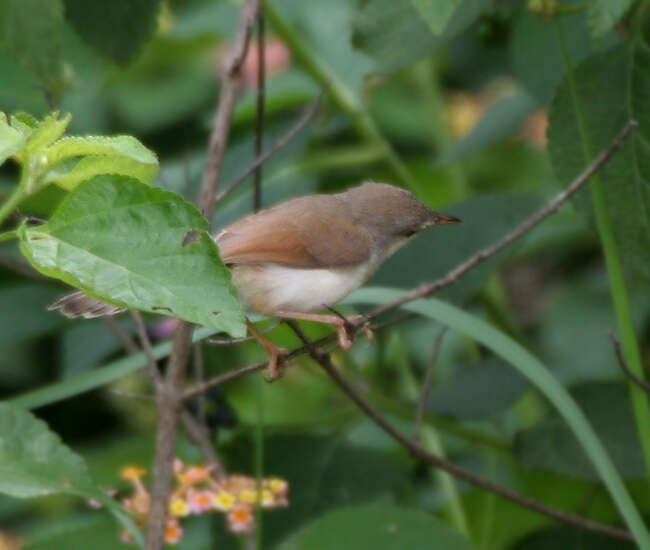 Image of Grey-breasted Prinia