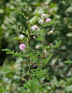 Image of Mimosa hamata Willd.