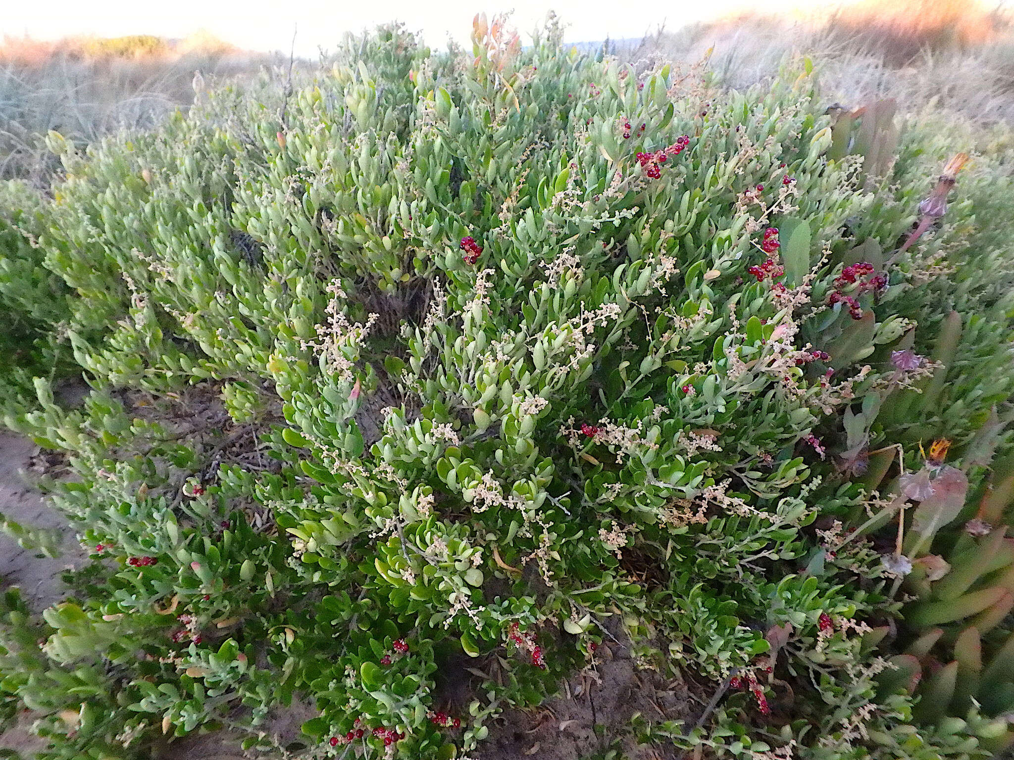 Chenopodium candolleanum subsp. candolleanum的圖片