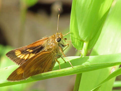 Image of Byssus Skipper