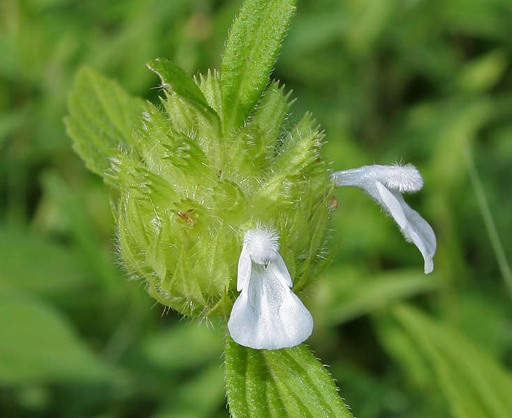 Image de Leucas aspera (Willd.) Link