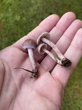 Image of Inocybe griseolilacina J. E. Lange 1917