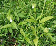 Image of Wild ocinum