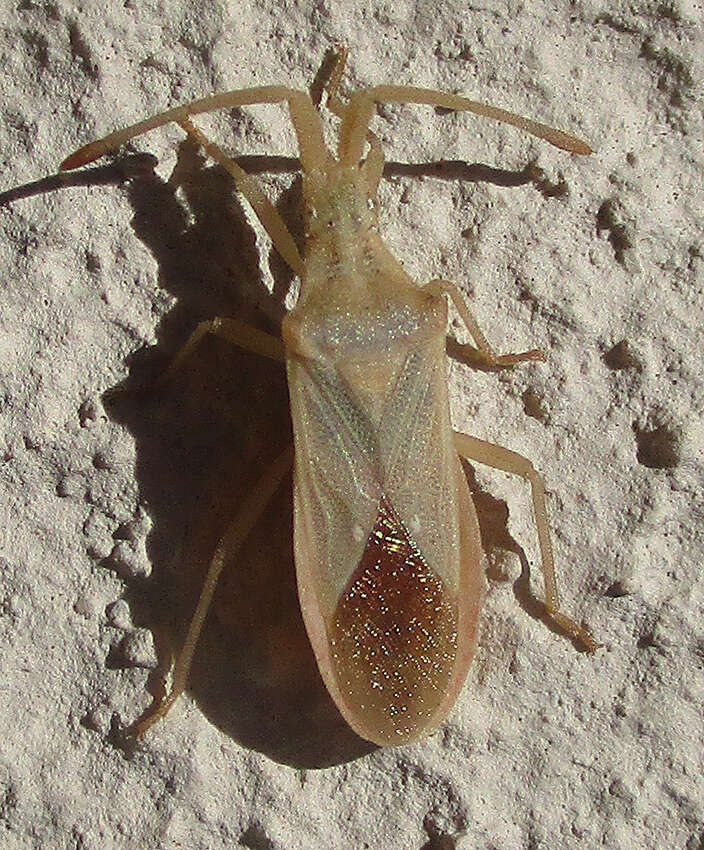 Image of Brotheolus viridis (Distant 1902)