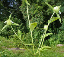 Image of Wild ocinum