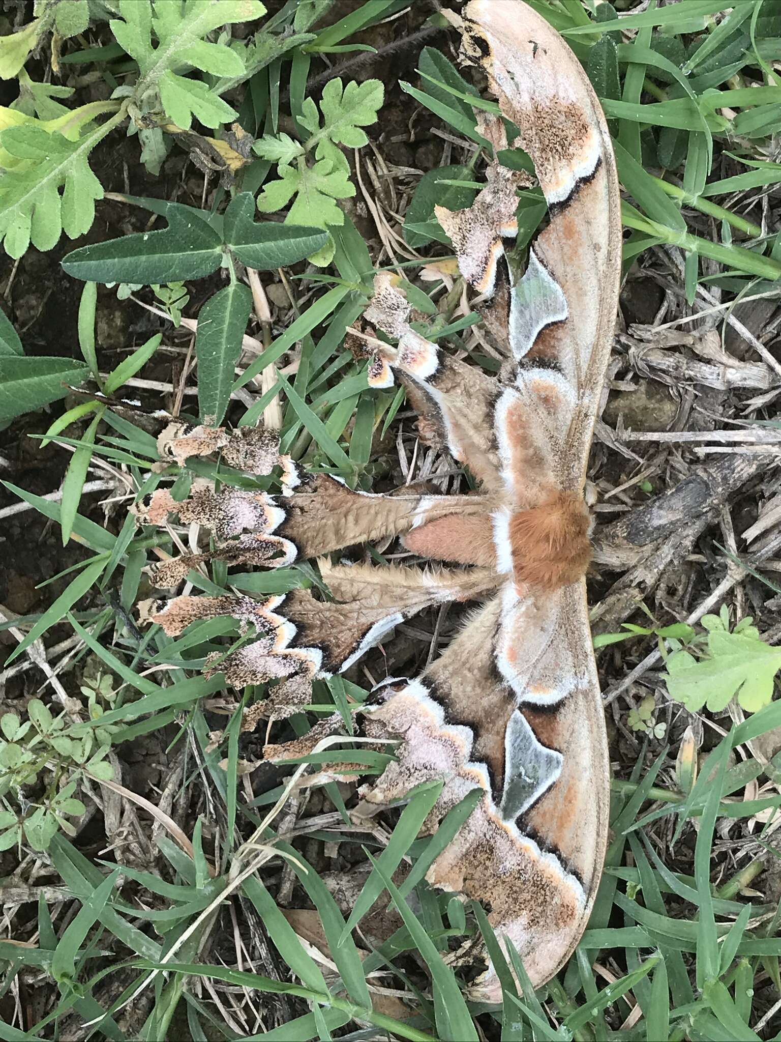 Image of Orizaba Silkmoth