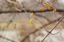 Image de Combretum albidum G. Don