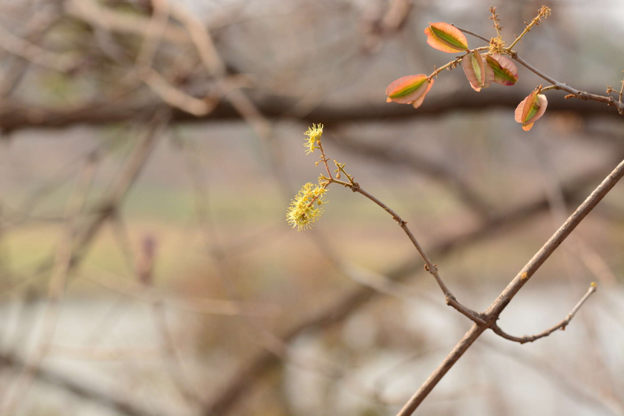 Image de Combretum albidum G. Don