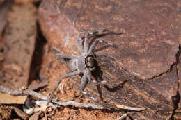 Image of Isopedella saundersi (Hogg 1903)