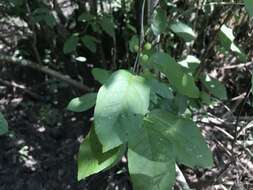 Image of sarvis holly