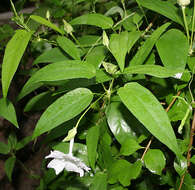 Imagem de Thunbergia fragrans Roxb.