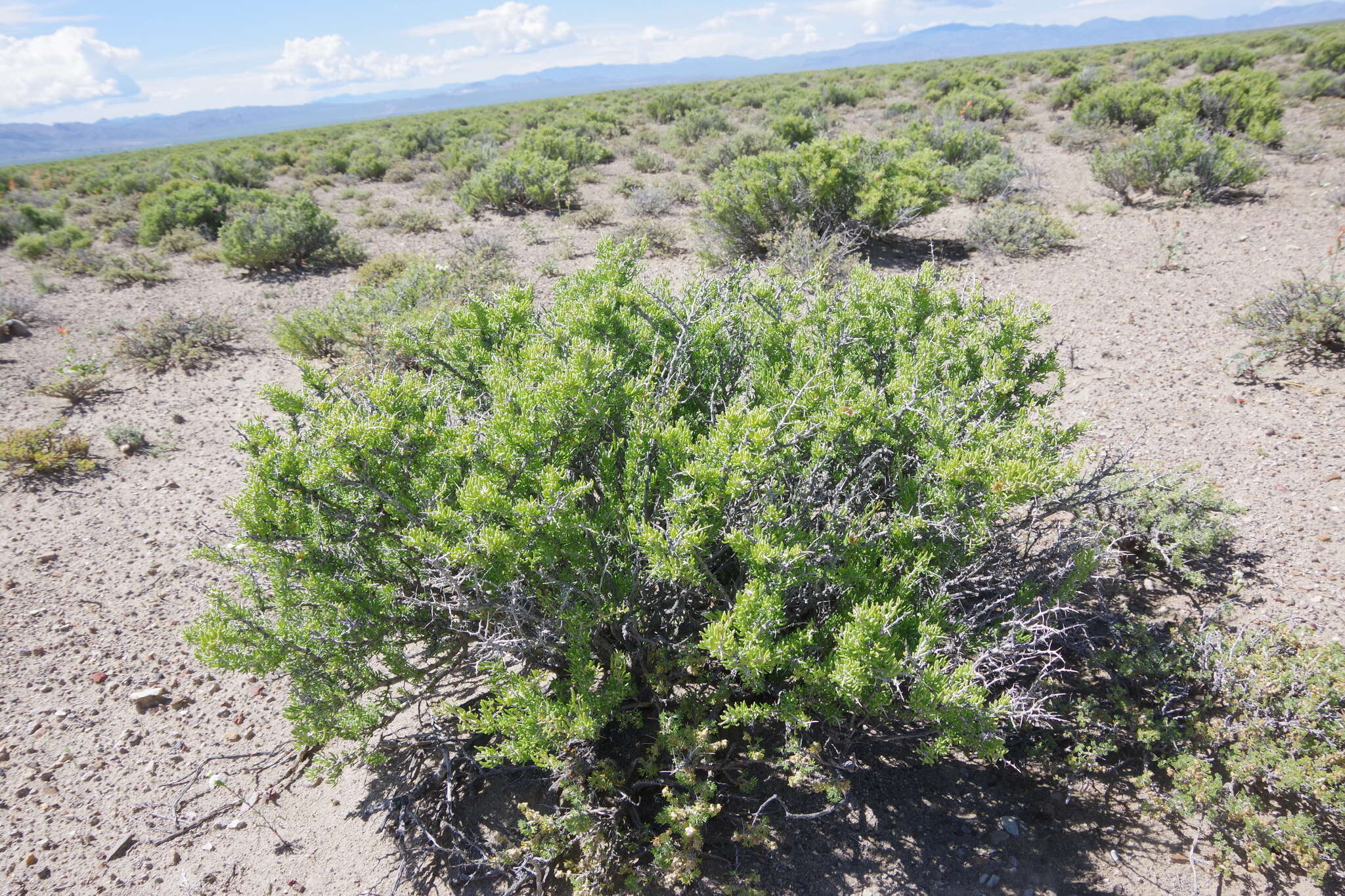 Image of Bailey's greasewood