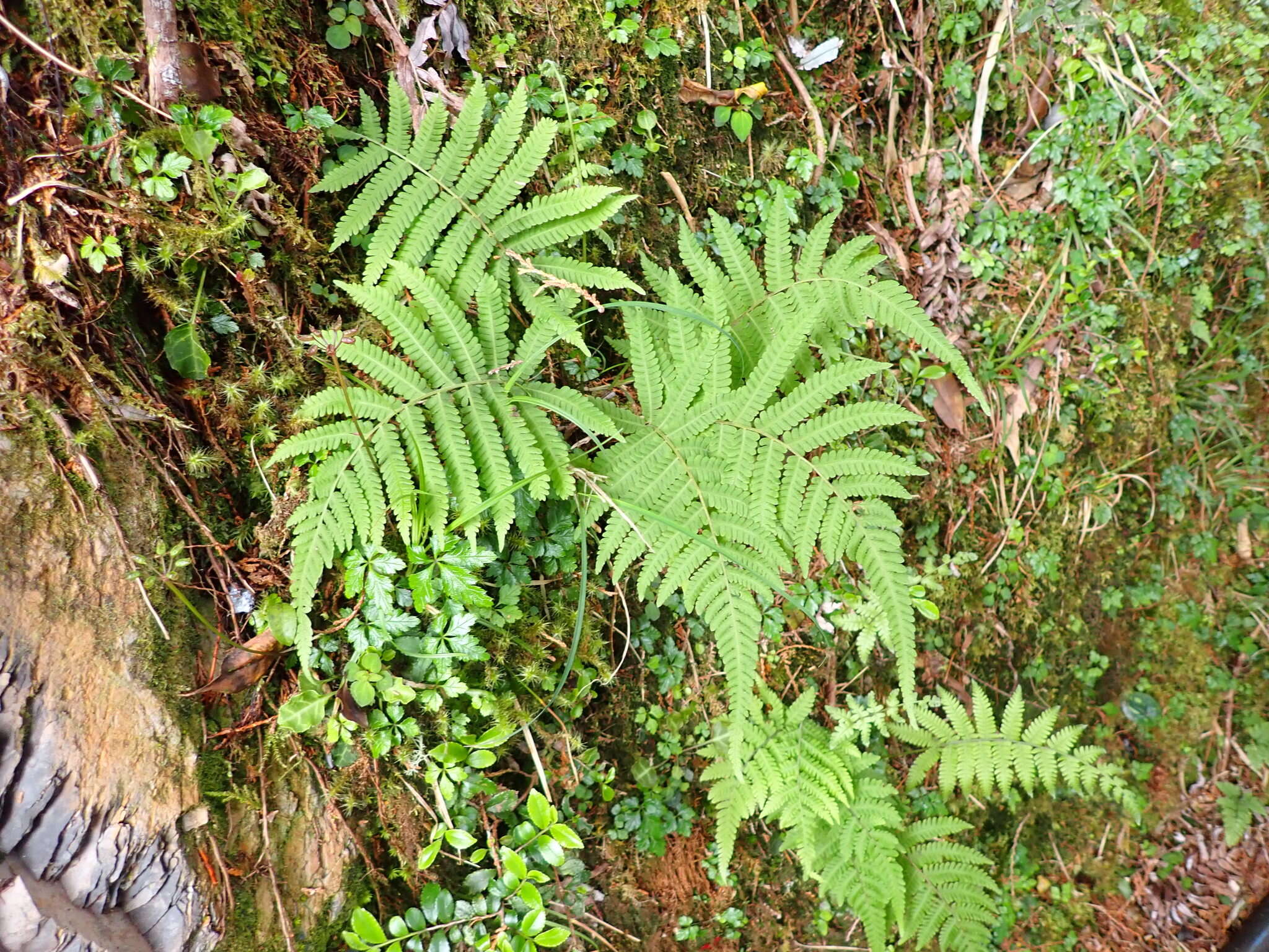 Plancia ëd Coryphopteris castanea (Tagawa) Y. Hang Chang, Ebihara & L. Y. Kuo