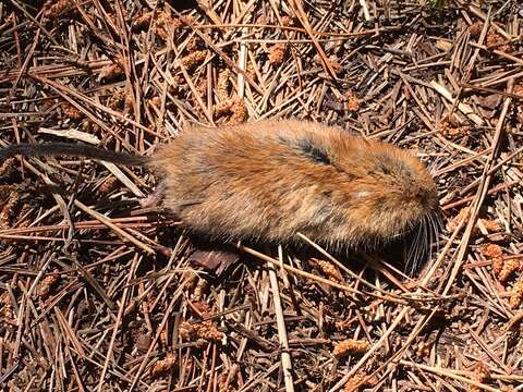 Image of Sonoma tree vole