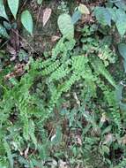 Image of <i>Lindsaea <i>orbiculata</i></i> var. orbiculata