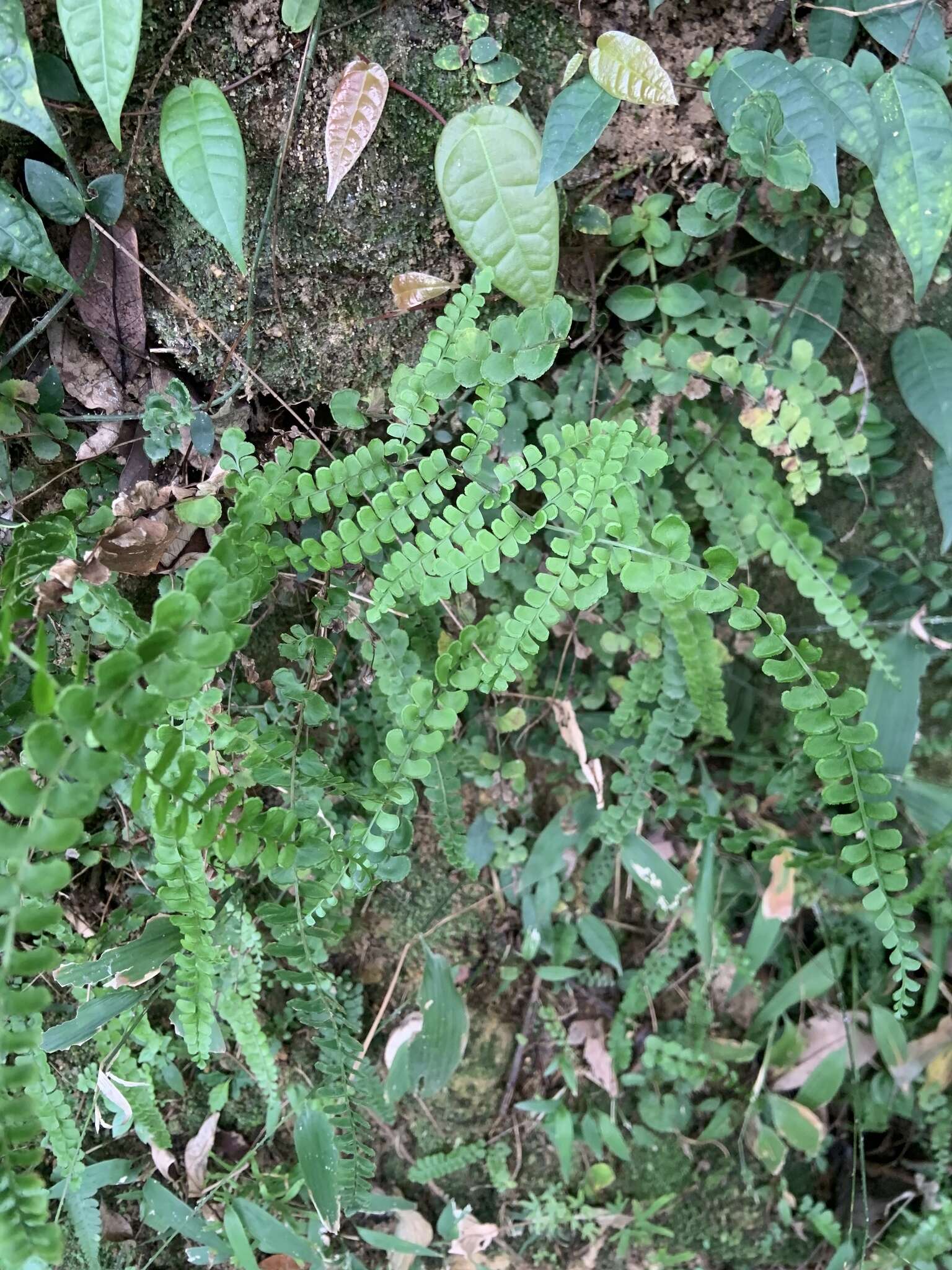 Image of <i>Lindsaea <i>orbiculata</i></i> var. orbiculata