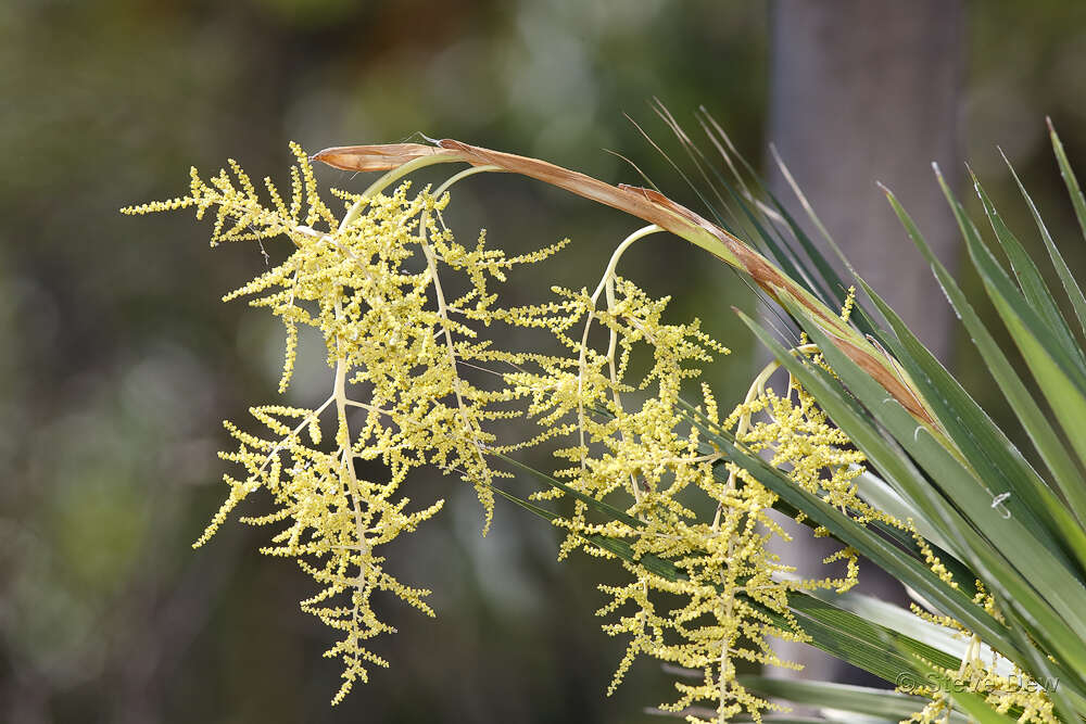 Image de Livistona humilis R. Br.