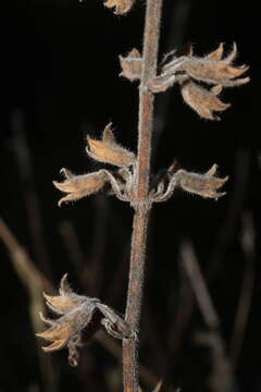 Image of Teucrium flavum subsp. flavum