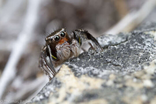 Image of Habronattus hirsutus (Peckham & Peckham 1888)