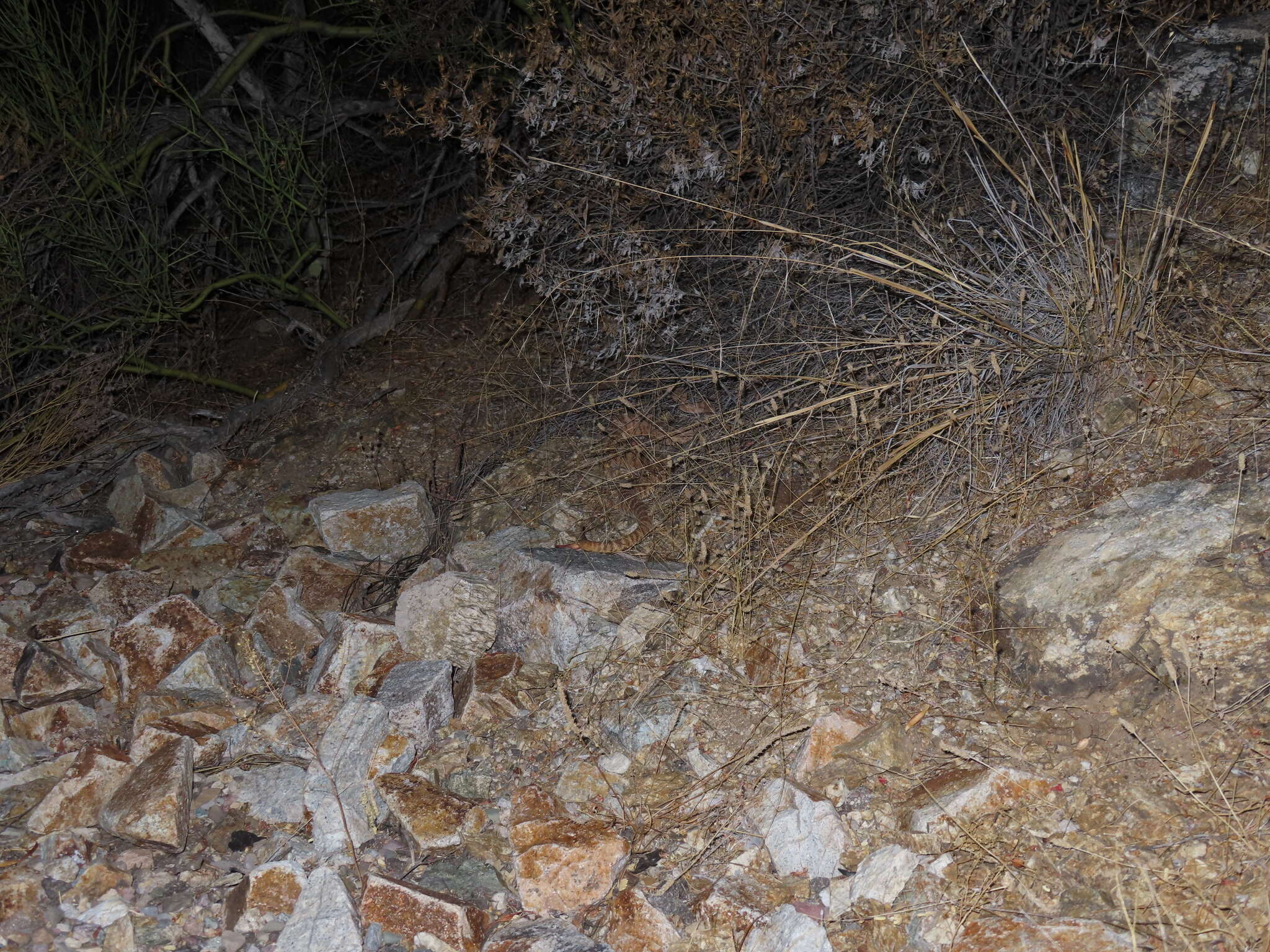 Image of Tiger Rattlesnake