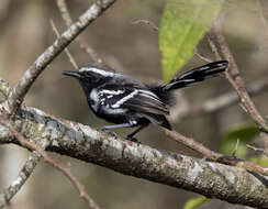 Image of Black-bellied Antwren