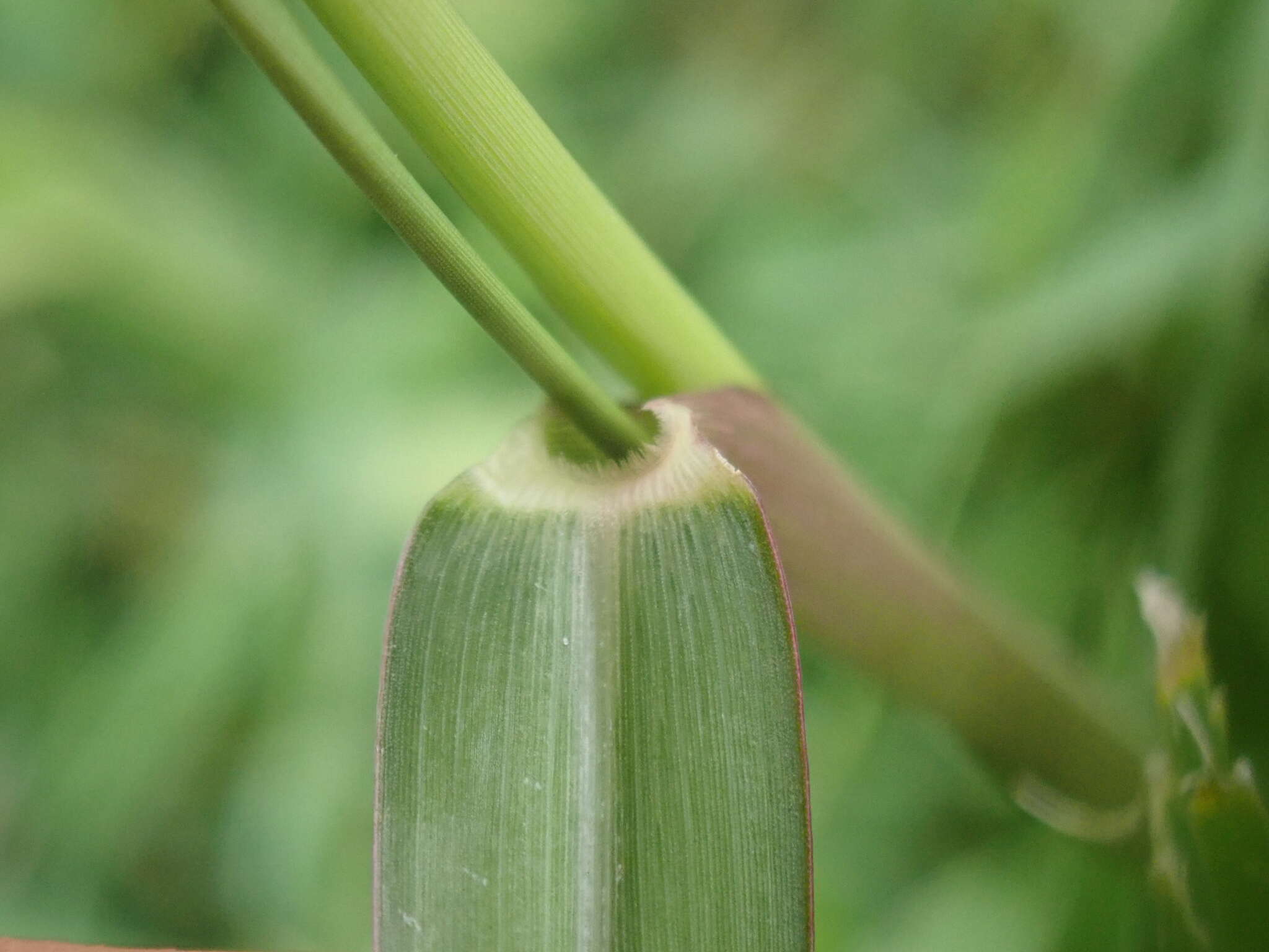 Image of Grass