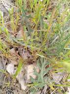 Image of Lactuca tenerrima Pourr.