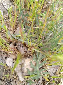 Image of Lactuca tenerrima Pourr.