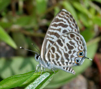 Image of Leptotes plinius