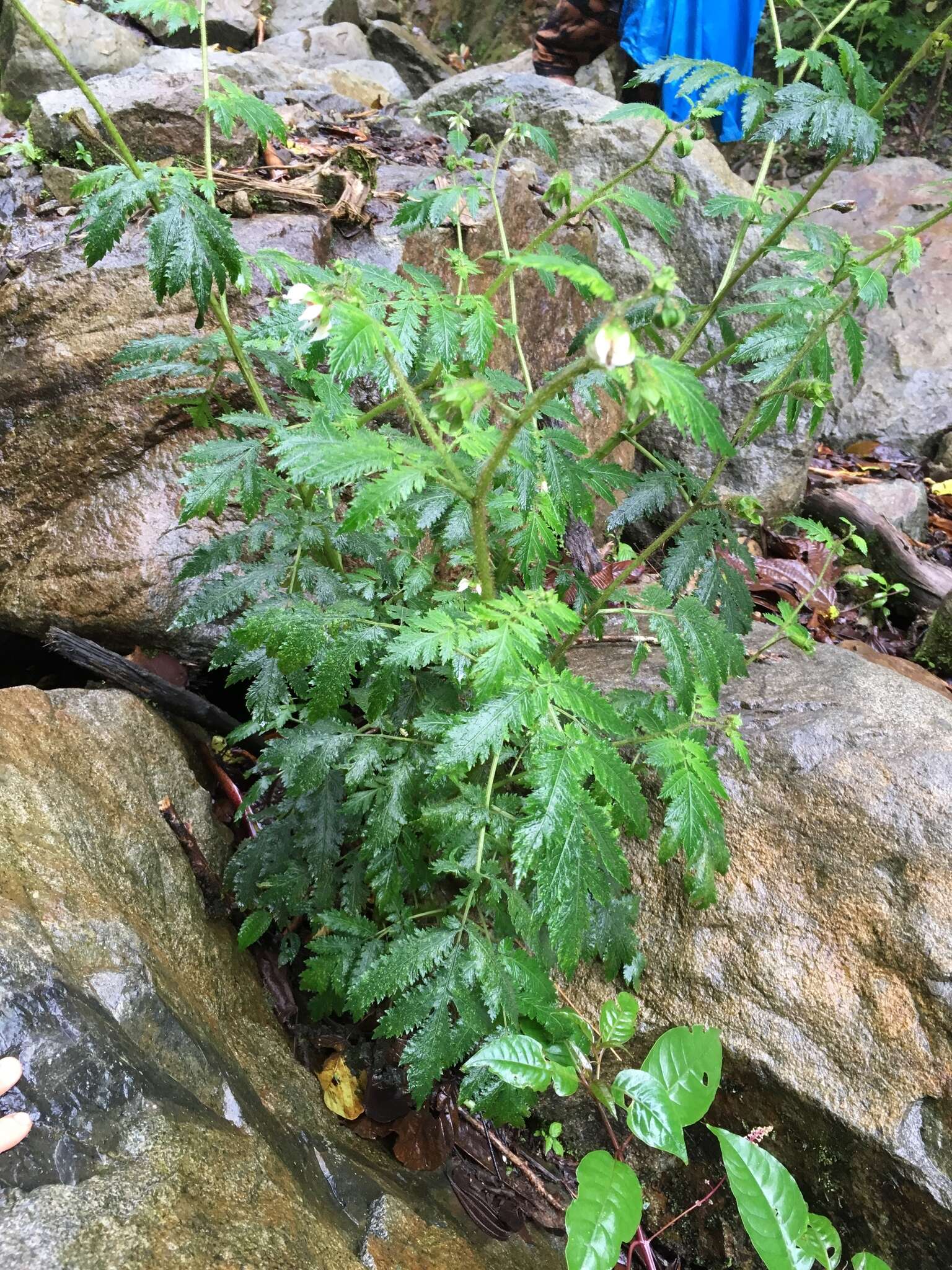 Image of Nasa triphylla subsp. rudis (Benth.) Weigend