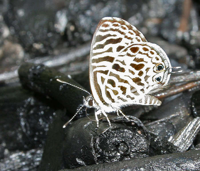 Image of Leptotes plinius