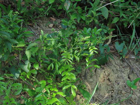 Image of Callerya nitida (Benth.) R. Geesink