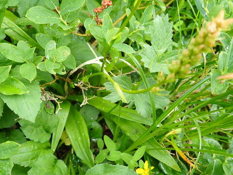 Image of Aletris foliata (Maxim.) Makino & Nemoto